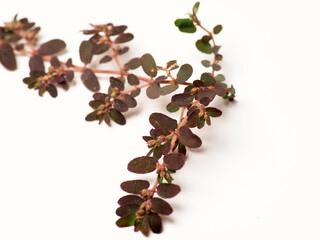 Close up shoot of Prostrate Spurge plants on a white isolated background