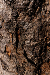 Close up the old dry aging dark red brown tree with natural curve pattern in an abstract texture with day light and shadow