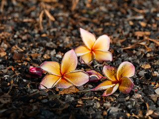 Photos of plumeria flowers on the .ground.