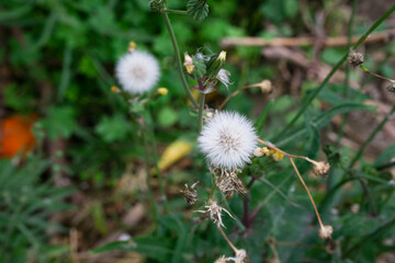 dandelion in the foreground with greenery background