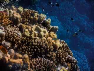 different coals on a place with blue water in the background