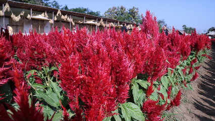 red celocia flowers in the garden