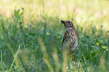 Song Thrush (Turdus philomelos) holding food closeup