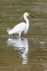 Eastern Great Egret and reflection in the water