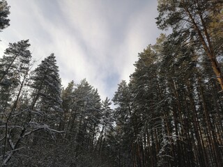 trees in the snow