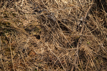Photo of a last year withered grass in a early spring day