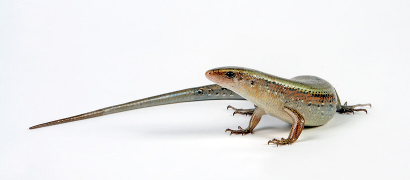 East Indian brown mabuya, golden skink // Vielstreifenmabuye, Vielstreifen-Skink, Goldskink (Eutropis multifasciata)