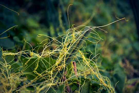 CUSCUTA DODDER , A PARASITIC VINE ON TELAKUCHA (COCCINIA INDICA) PLANT. ALSO CALLED SWARNALATA IN BENGALI. IN A GARDEN AT WEST BENGAL, INDIA