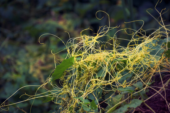 CUSCUTA DODDER , A PARASITIC VINE ON TELAKUCHA (COCCINIA INDICA) PLANT. ALSO CALLED SWARNALATA IN BENGALI. IN A GARDEN AT WEST BENGAL, INDIA