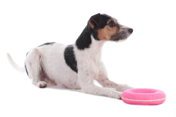 Parson russell terrier dog with a dog toy