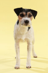 Parson Russell terrier dog standing straight