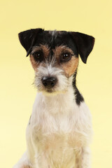 Parson Russell Terrier sitting on yellow background