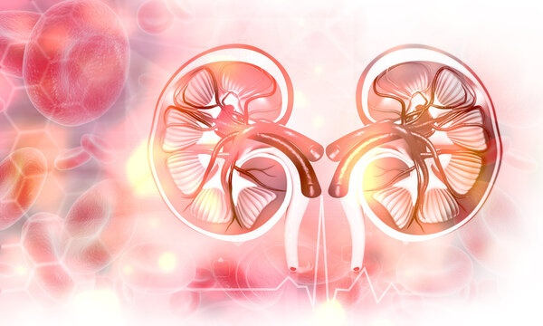 Cross section of human kidney. 3d illustration..