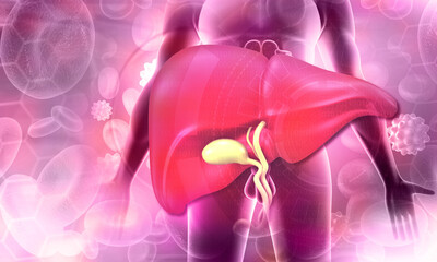 Human body with liver. 3d illustration..