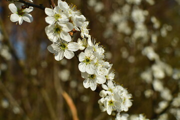 Ein wunderschöner Kirschblüten Ast im Frühjahr