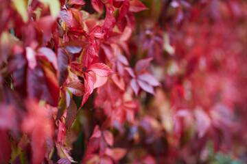 nature bagground with red leaves - 398862610