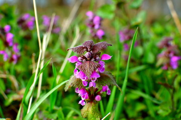 Blüten eines lila Löwenmäulchens auf der Wiese