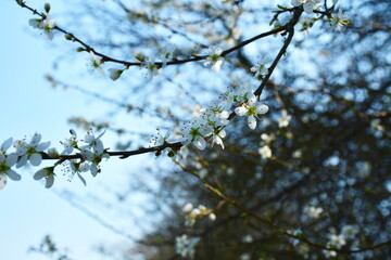 Viele Kirschbl&uuml;ten auf einem Baum im Fr&uuml;hling
