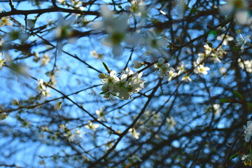 Viele Kirschblüten auf einem Baum im Frühling