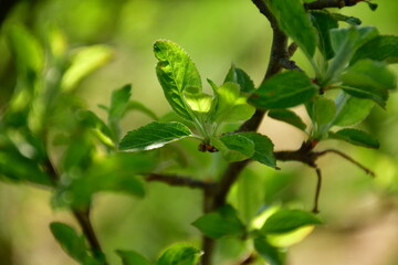 Frische Blätter an einem Obstbaum