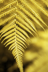 Green Leafs in garden background..