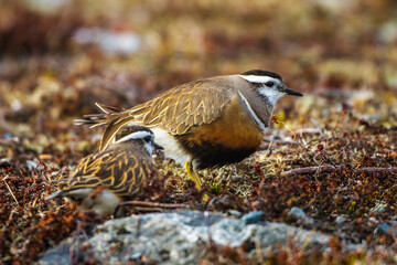 Mornellregenpfeifer (Charadrius morinellus)
