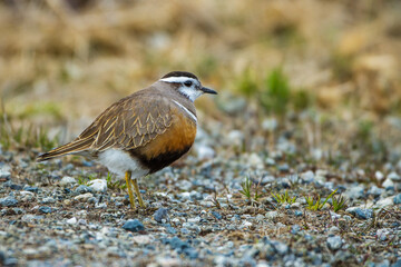 Mornellregenpfeifer (Charadrius morinellus)
