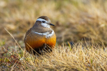 Mornellregenpfeifer (Charadrius morinellus)