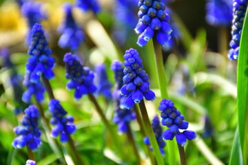 Blaue Glockenblume in der Nahaufnahme