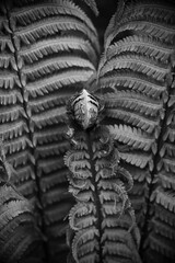 Beautiful ferns leaves. natural floral fern background