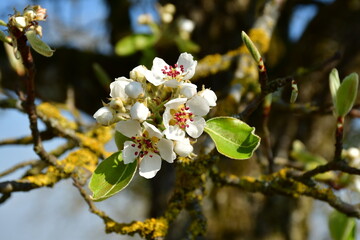 Eine weiße Birnenblüte im Frühling