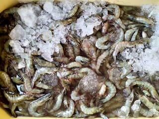 freshly harvested shrimp frozen with ice for export prawn with ice selling in market