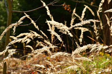 Viele Gräser Blüten im Wald mit Gegenlicht