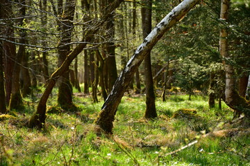 Eine Baumlandschaft in einem Wald