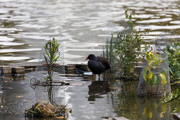 Black bird near to the water