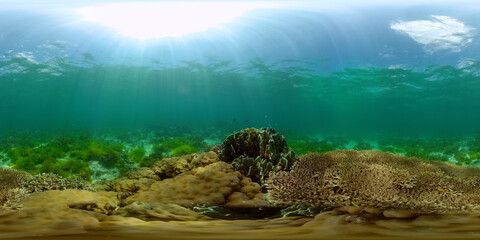 Reef Marine Underwater Scene. Tropical underwater sea fish. Philippines. Virtual Reality 360.