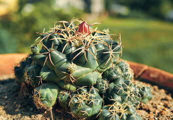 Closeup of green cactus with red bud, in a roof garden at West Bengal, India. Focus is on spiked...