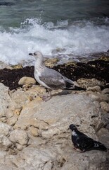 seagull on rock