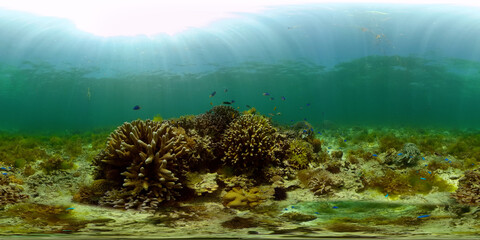Marine scuba diving. Underwater colorful tropical coral reef seascape. Philippines. 360 panorama VR