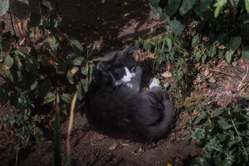 southern cat