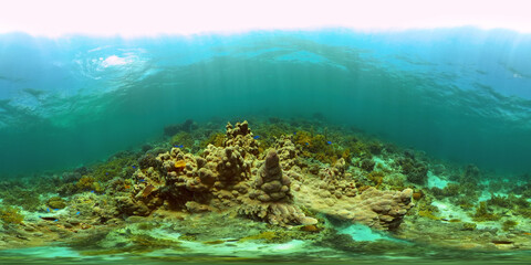 Underwater fish reef marine. Tropical colourful underwater seascape. Philippines. Virtual Reality 360.