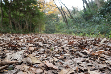 生田緑地の落ち葉の道