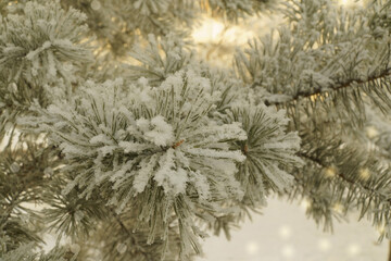 Christmas tree is covered with fresh snow. pine tree and fluffy snow, New Years celebration concept. Winter's tale in the forest. copy space