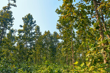 Shorea robusta, the sal/shaal tree forest in Joypur forest, near Bankura, West Bengal.