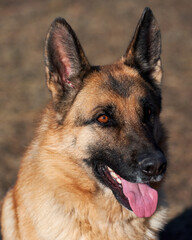 Charming adult thoroughbred dog with protruding ears and pink tongue sits and smiles. Portrait of German shepherd black and red color close-up.