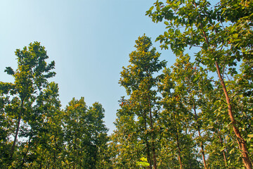 Shorea robusta, the sal/shaal tree forest in Joypur forest, near Bankura, West Bengal.