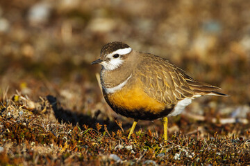 Mornellregenpfeifer (Charadrius morinellus)