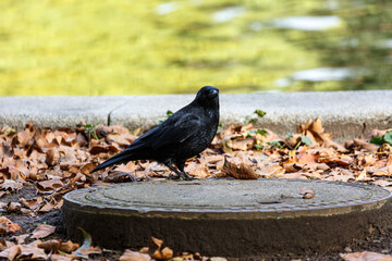 Fototapeta premium Crow walking in park near to the water