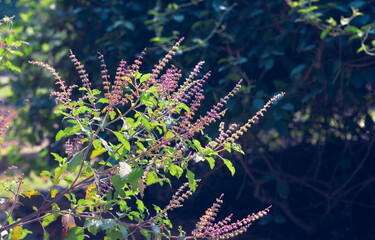 Ocimum tenuiflorum/Holy basil, commonly known as tulasi/tulsi, a medicanal plant known for its use...