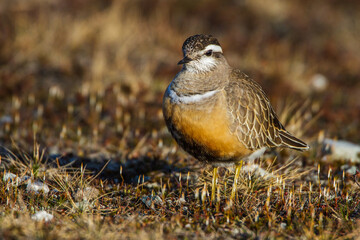 Mornellregenpfeifer (Charadrius morinellus)